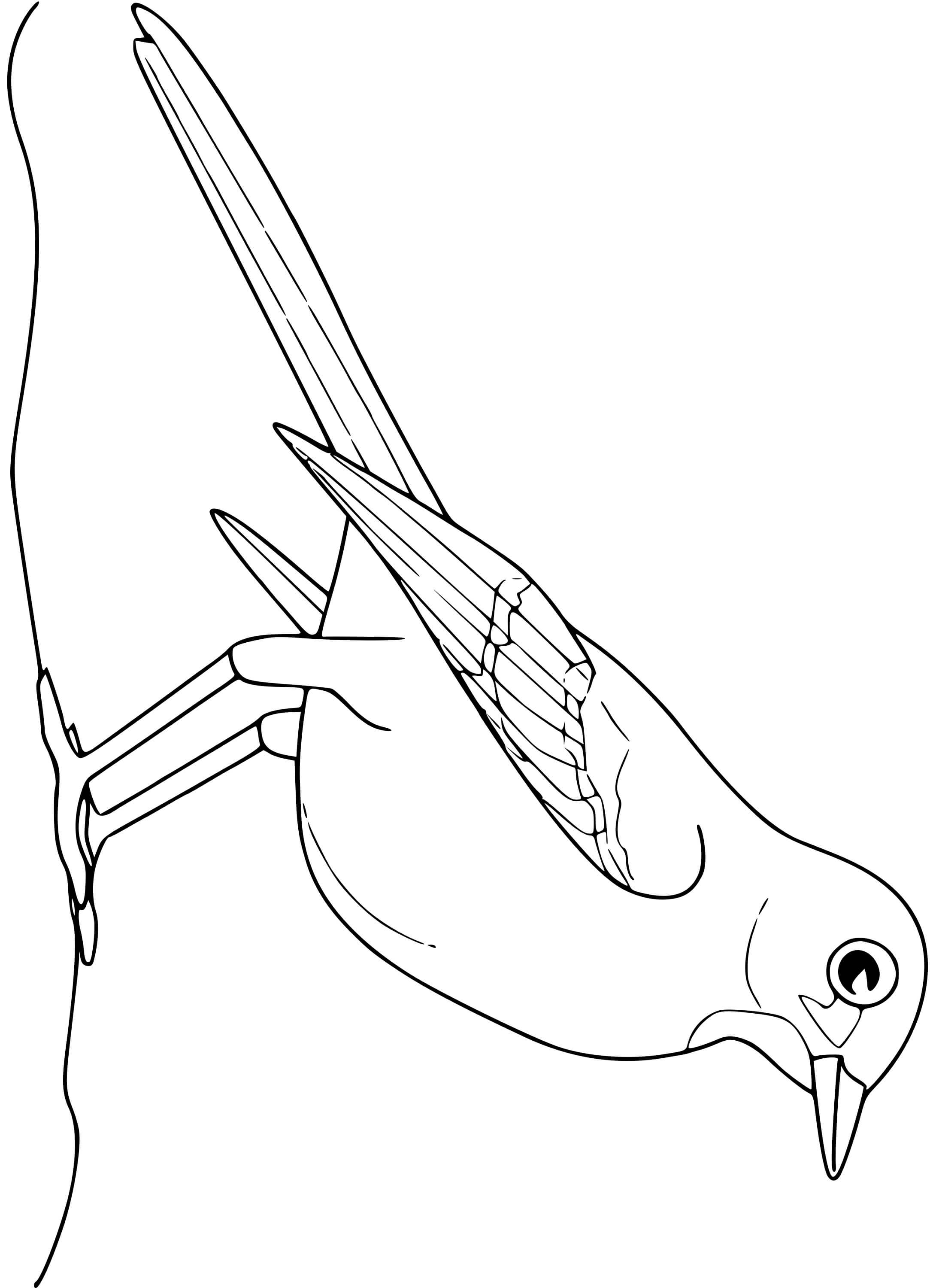 Coloriage Moqueur Oiseau - Oiseau à imprimer