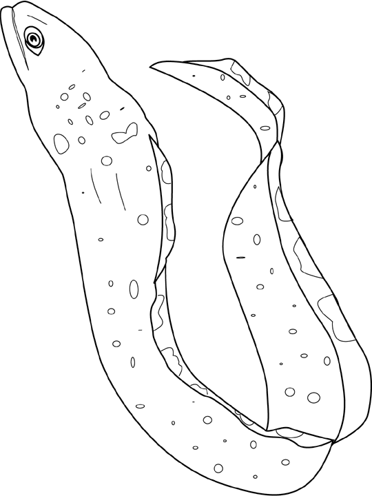 Coloriage Moray Eel - Poisson à imprimer