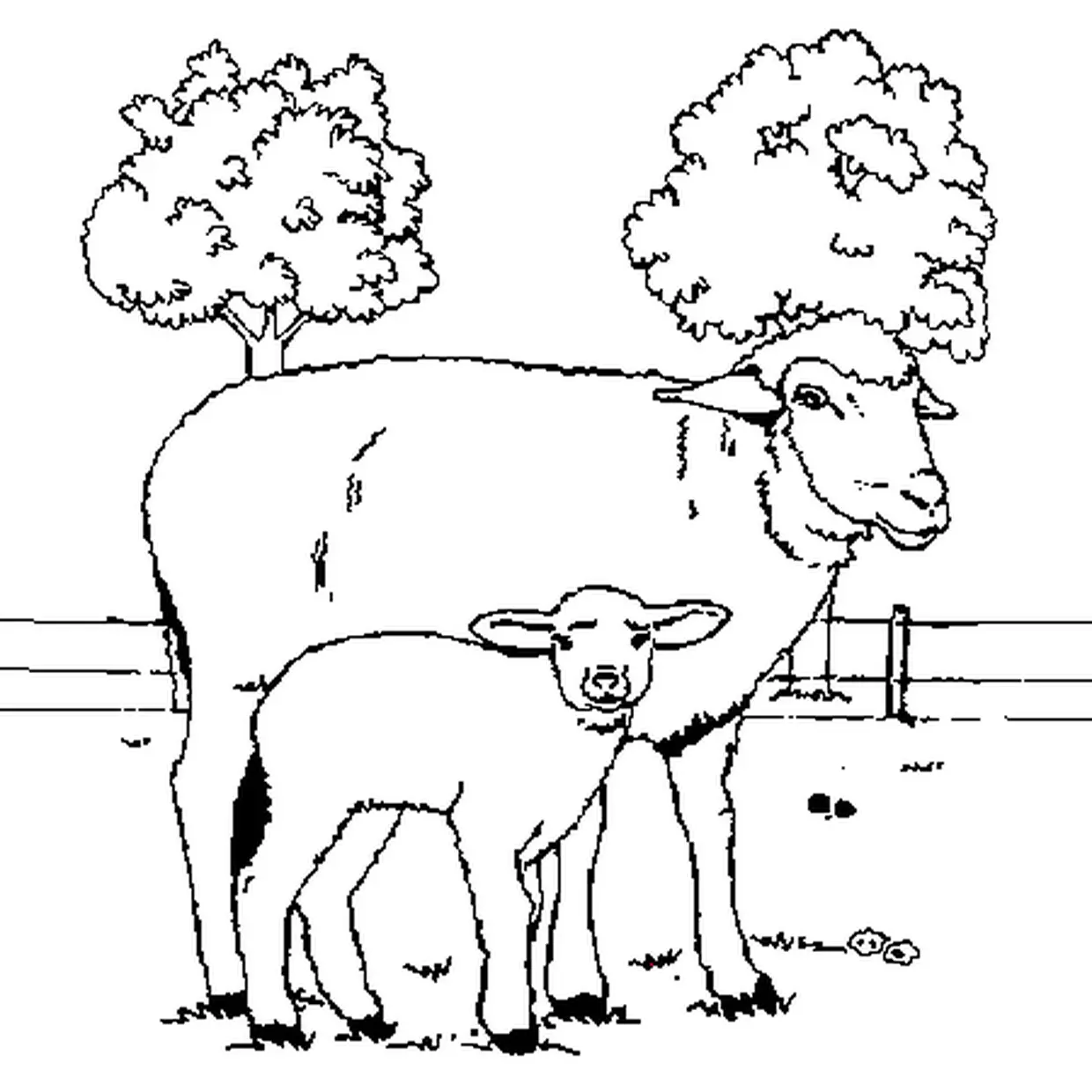 Coloriage Mouton Et Agneau Réaliste - Mouton à imprimer
