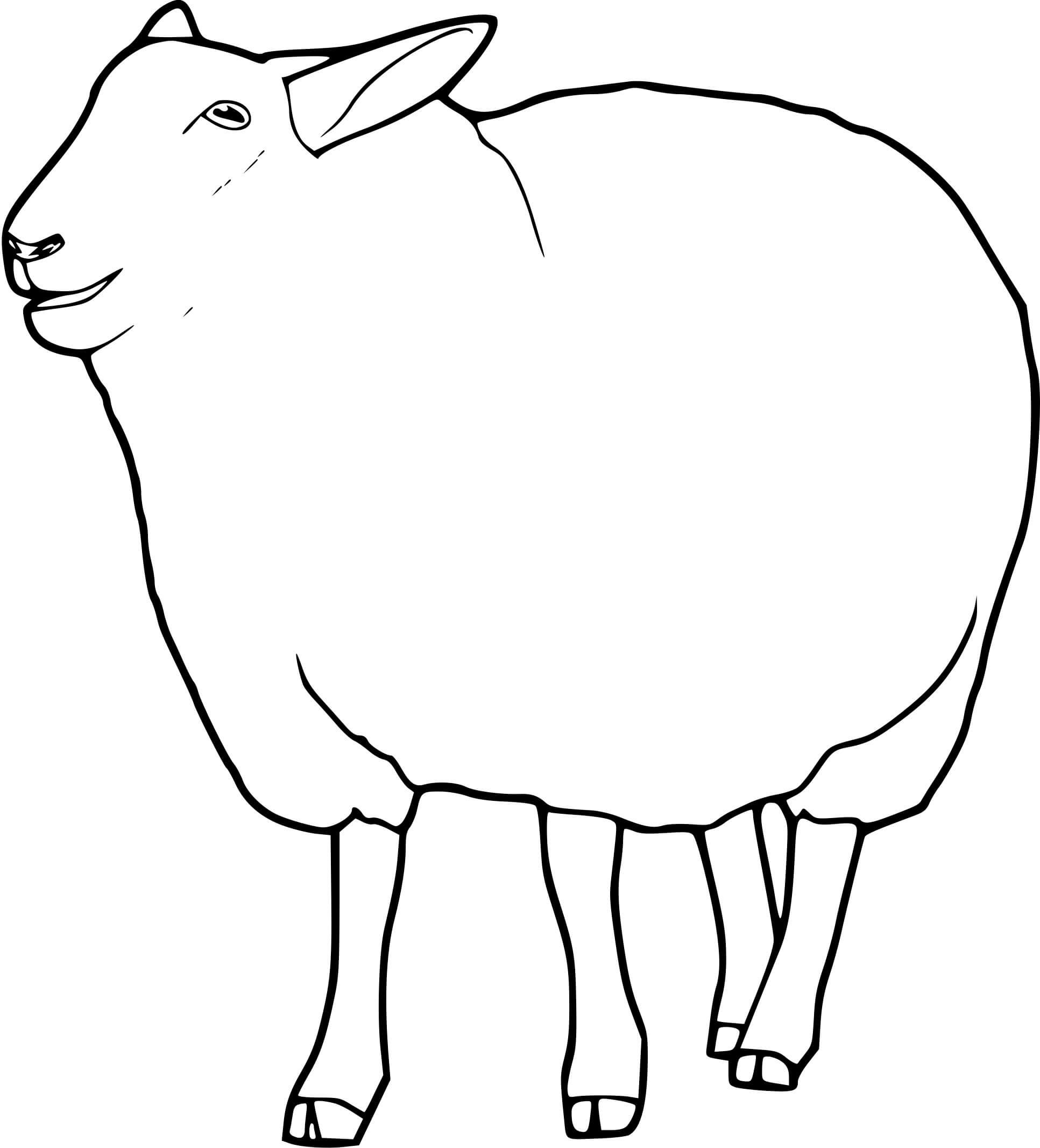 Coloriage Mouton Mammifère Herbivore - Mouton à imprimer