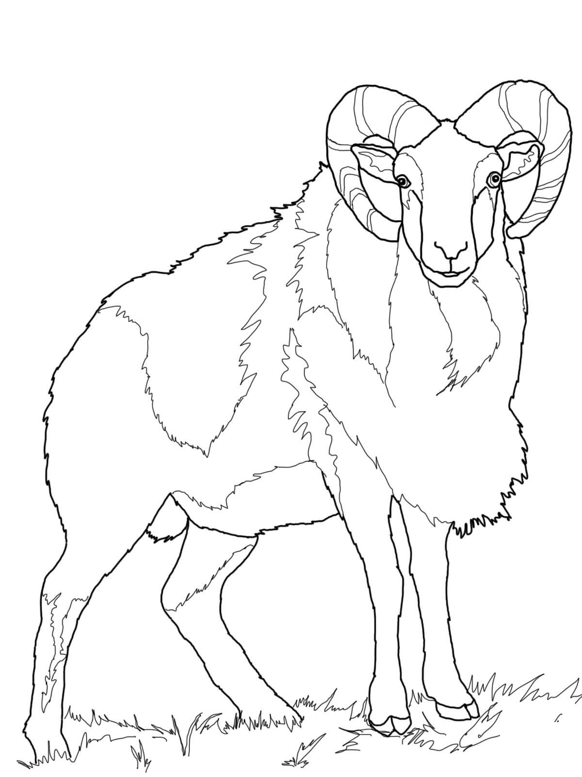 Coloriage Mouton Mouflon - Mouton à imprimer