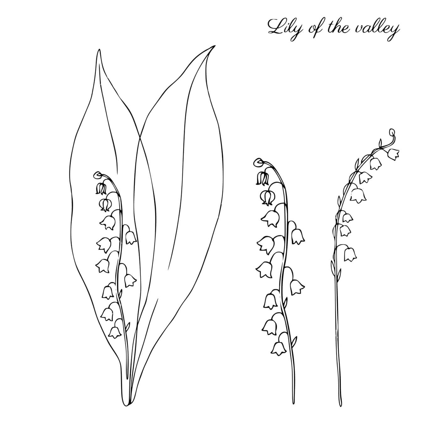 Coloriage Muguet Fleur 1 Mai - Muguet 1er mai à imprimer