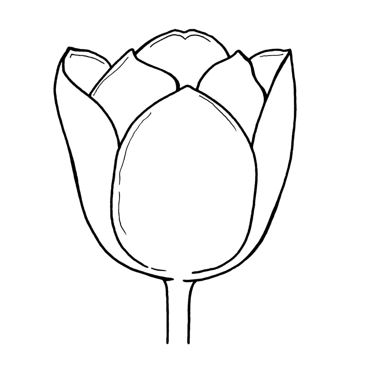 Coloriage Nature Tulipe Perroquet - Tulipe à imprimer