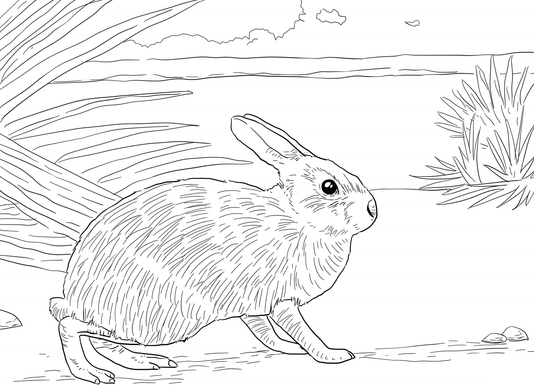 Coloriage Nautre Lapin Réaliste - Lapin à imprimer