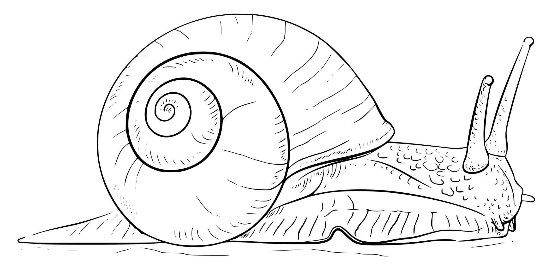 Coloriage Neverita Didyma Escargot De Mer Avec Coquille De Lune - Escargot à imprimer