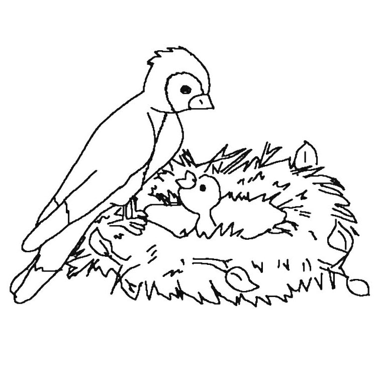 Coloriage Nid Oiseau - Animaux à imprimer