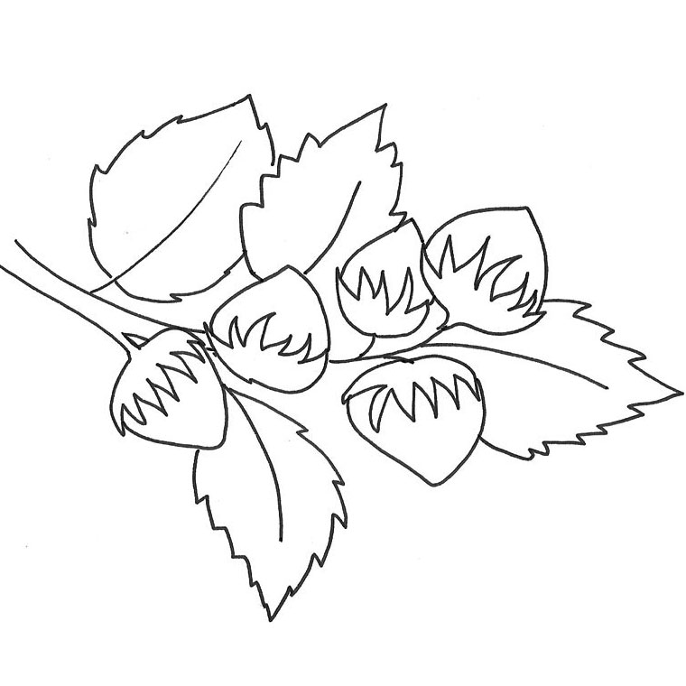 Coloriage Noisette - Noix à imprimer
