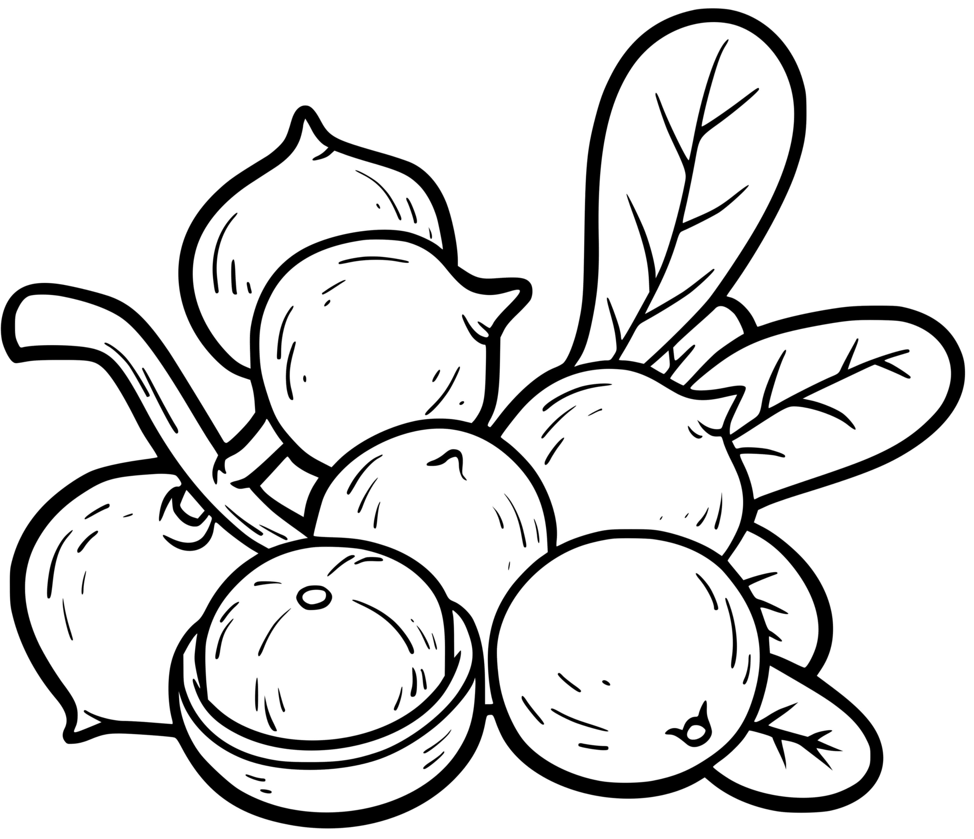 Coloriage Noix De Macadame - Noix à imprimer