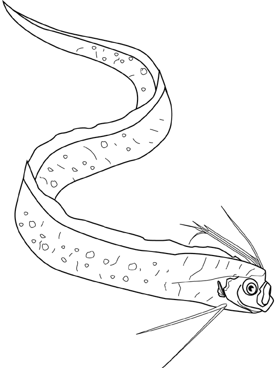 Coloriage Oarfish - Poisson à imprimer