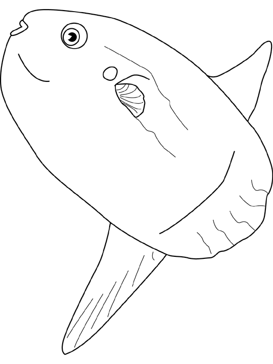Coloriage Ocean Sunfish - Poisson à imprimer