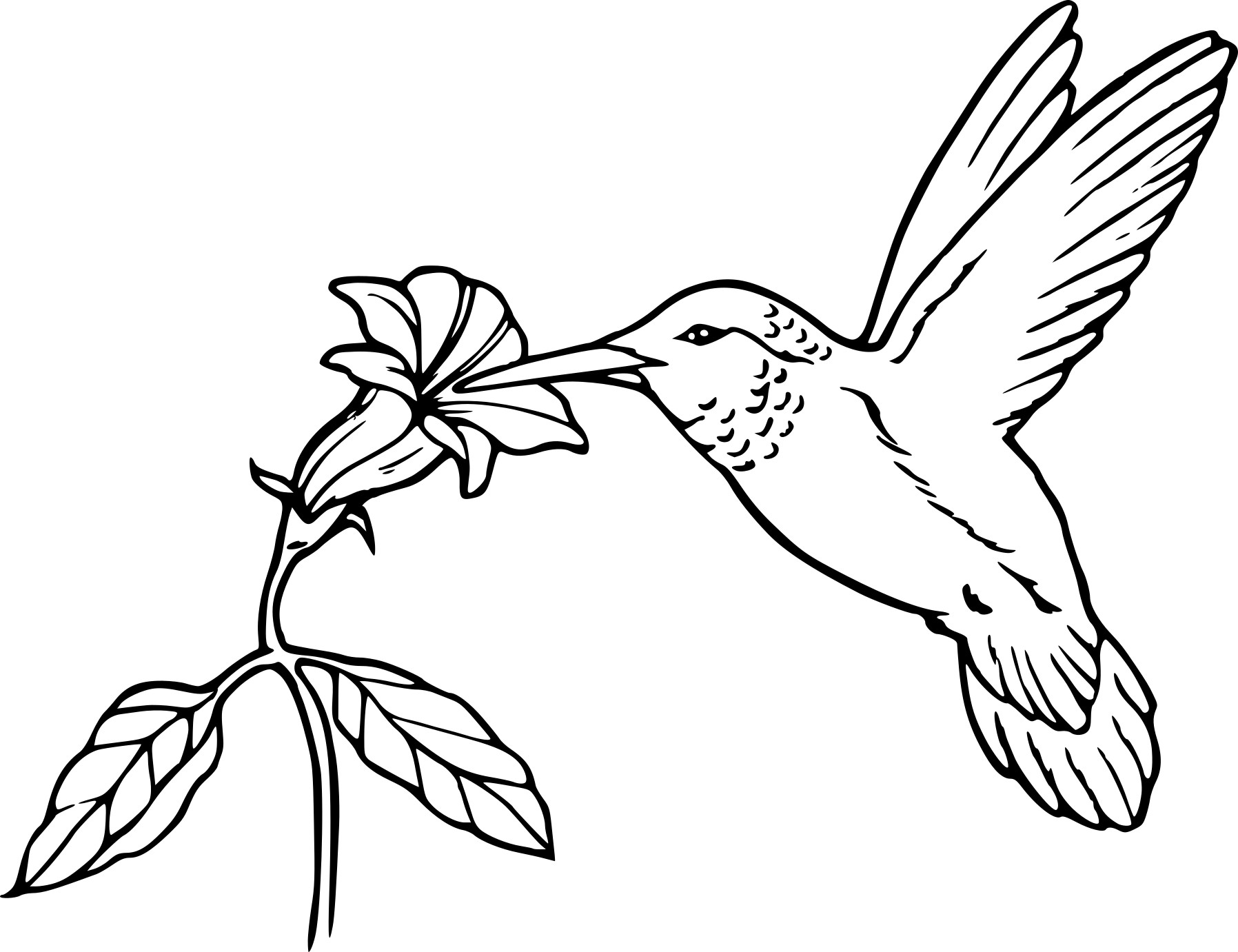 Coloriage Oiseau En Vol Nourriture Fleur - Oiseau à imprimer