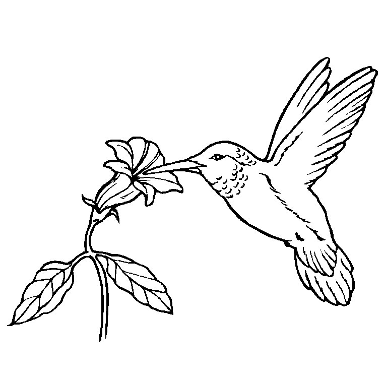 Coloriage Oiseau Exotique - Animaux à imprimer