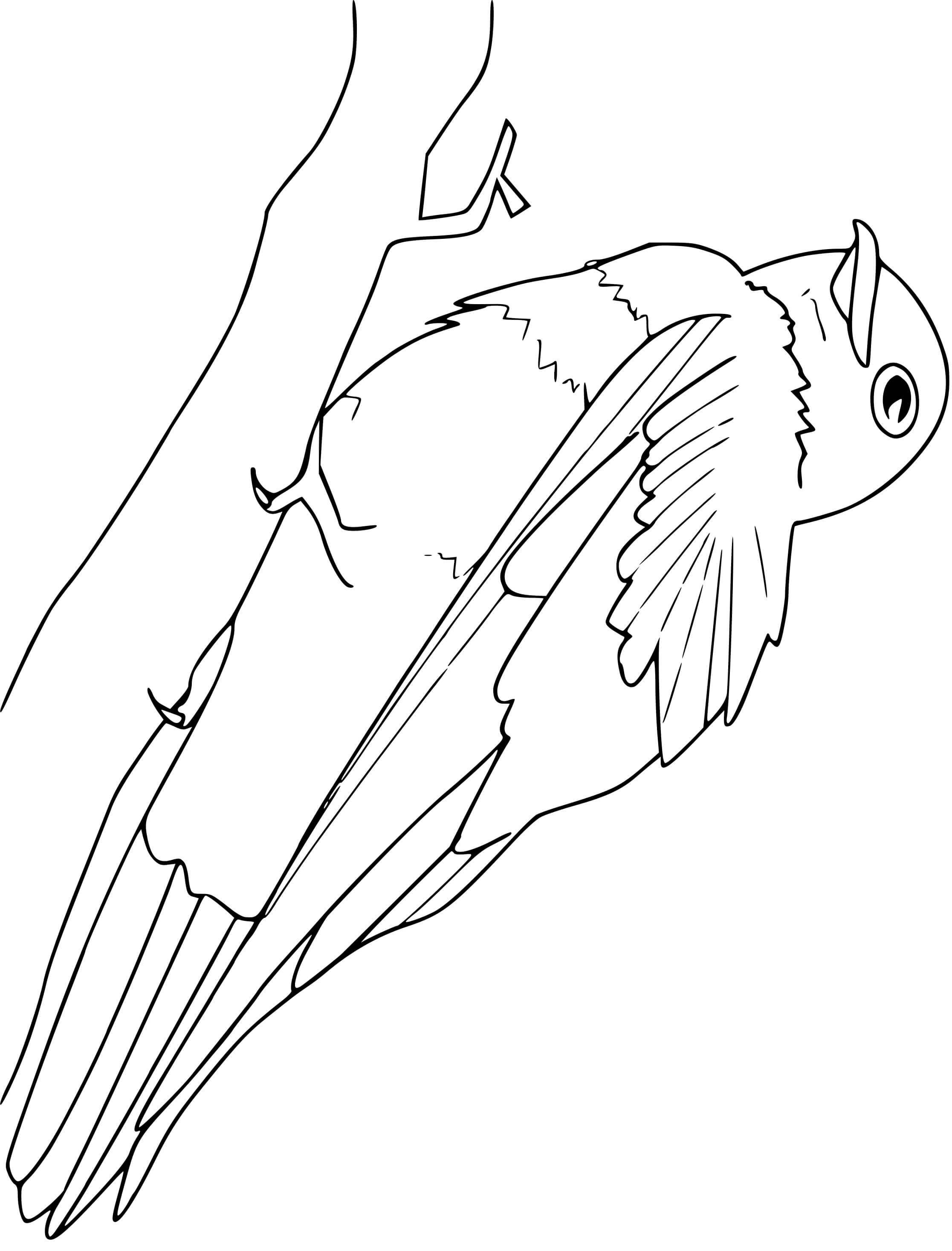 Coloriage Oiseau Martin Pourpre - Oiseau à imprimer