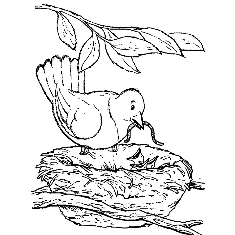 Coloriage Oiseau Nid - Animaux à imprimer