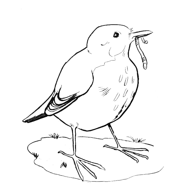 Coloriage Oiseau Pinson - Animaux à imprimer
