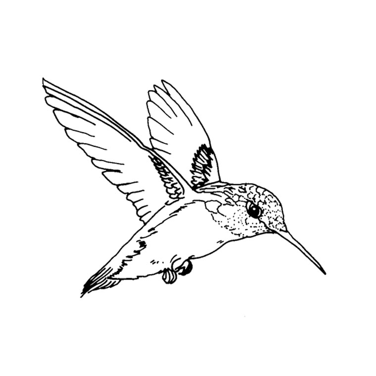 Coloriage Oiseau Qui Vole - Animaux à imprimer