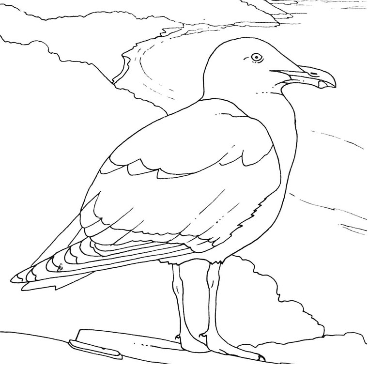 Coloriage Oiseaux De Mer - Animaux à imprimer
