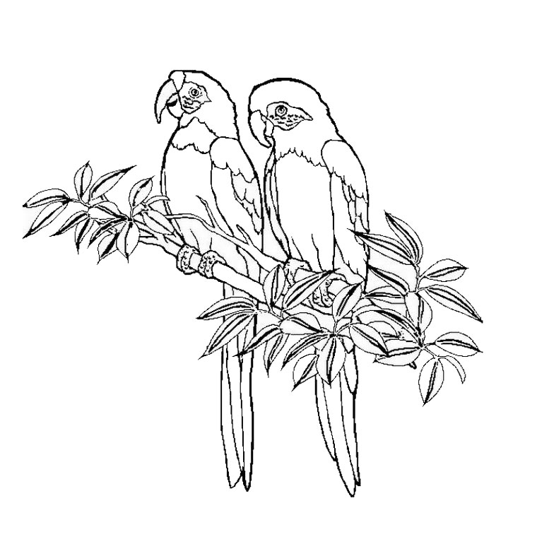 Coloriage Oiseaux - Animaux à imprimer