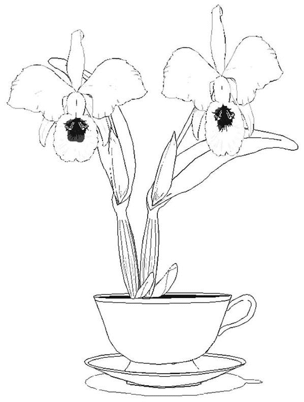 Coloriage Orchidée Dans Un Pot - Fleurs à imprimer