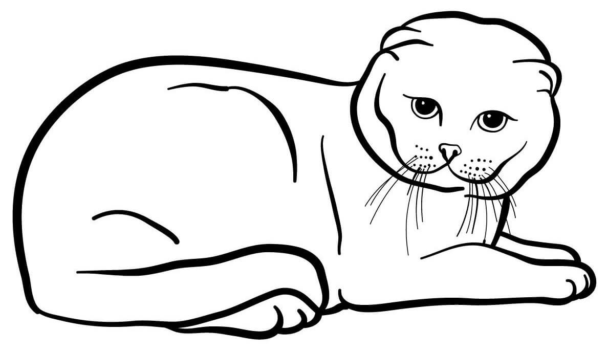 Coloriage Oreilles Repliees Le Scottish Fold Et Highland Fold Originaire De L'Ecosse - Chat à imprimer