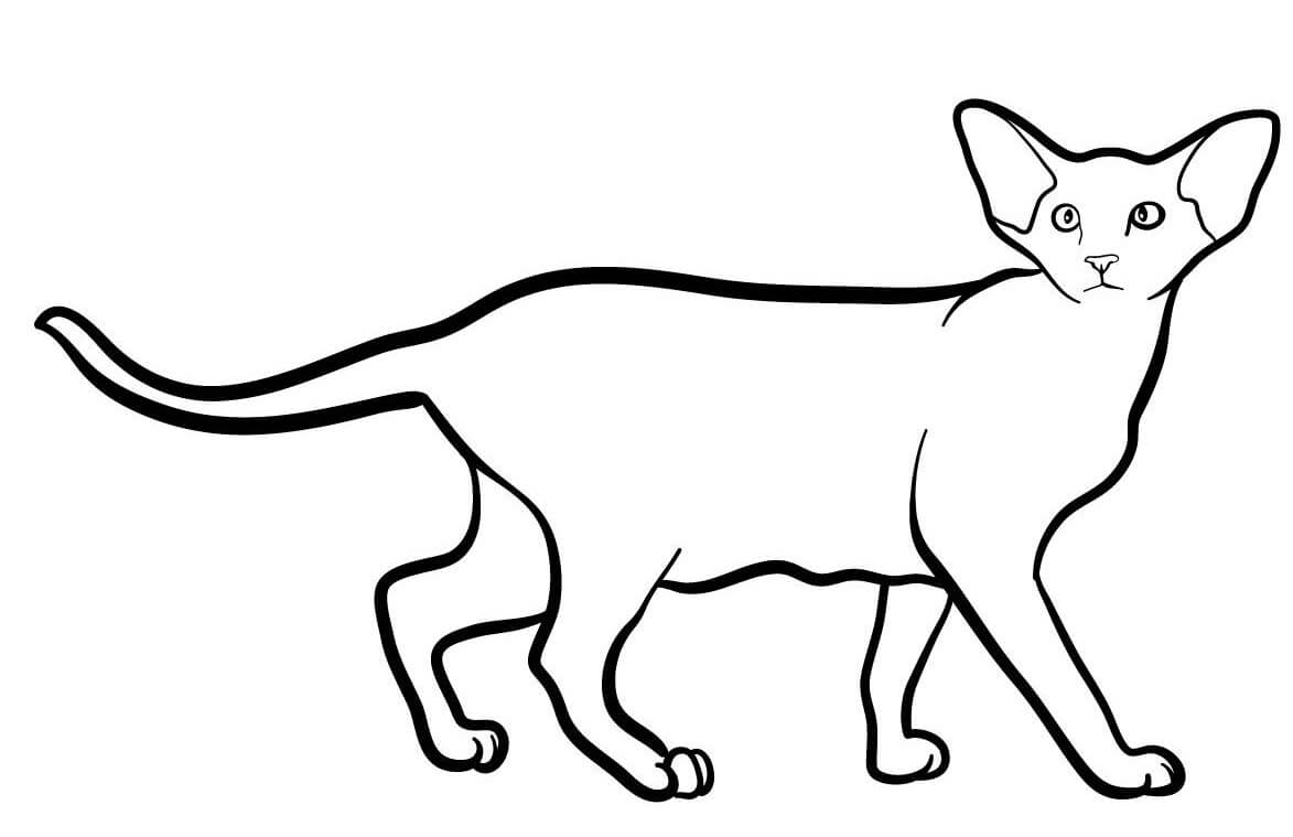 Coloriage Oriental Shorthair Est Une Race De Chat Originaire De La Thailande - Chat à imprimer