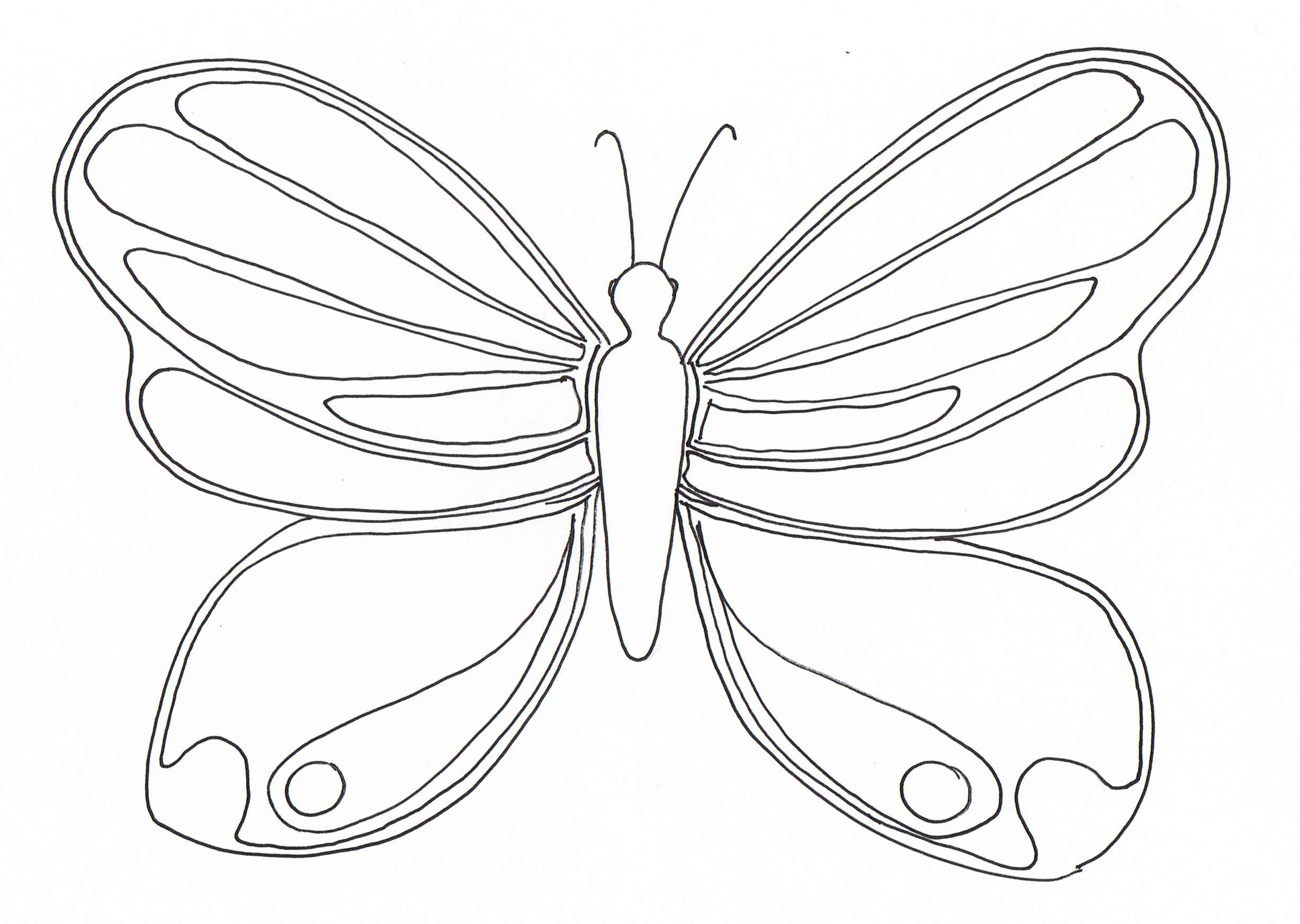 Coloriage Papillon aux motifs complexes - Papillon à imprimer