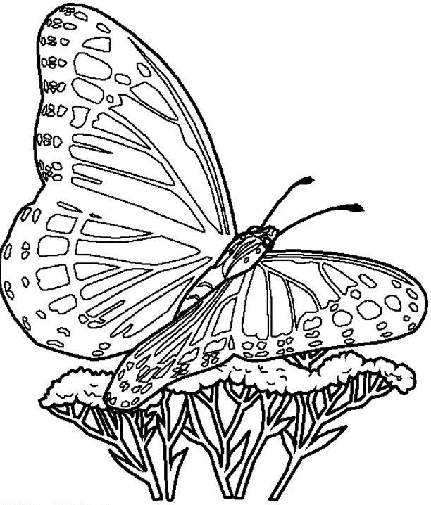 Coloriage Papillons Arbres - Arbre à imprimer
