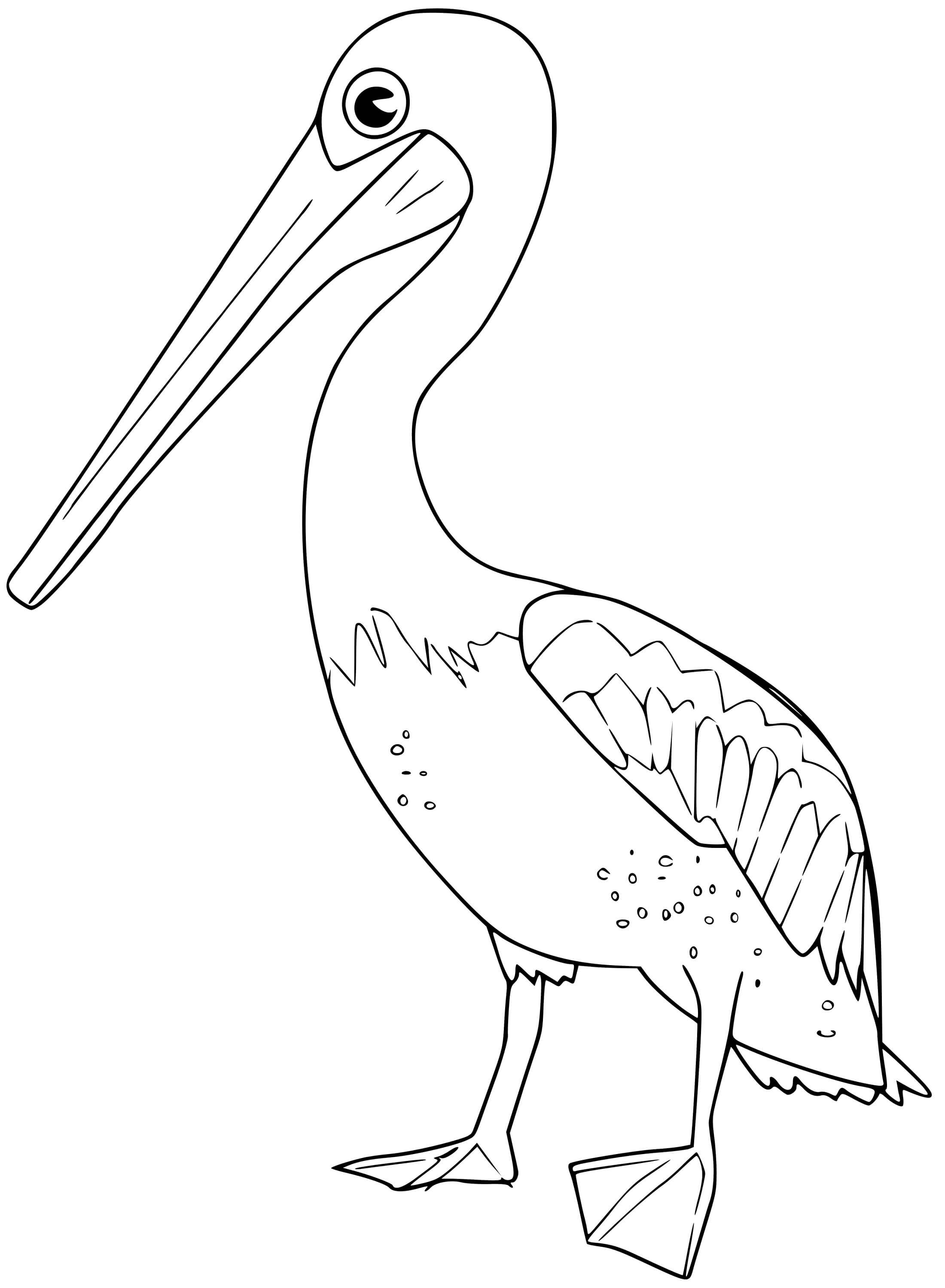 Coloriage Pelican - Oiseau à imprimer