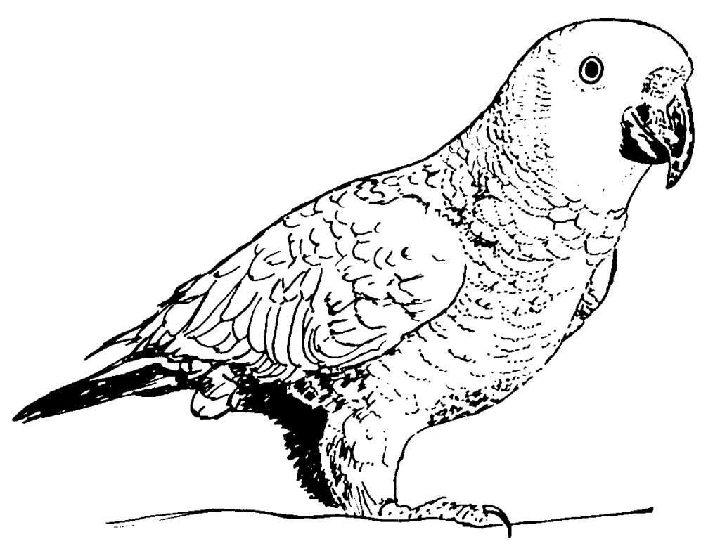 Coloriage Perroquet Gros Oiseau Qui Se Nourrissent De Fruits Et De Graines - Oiseau à imprimer