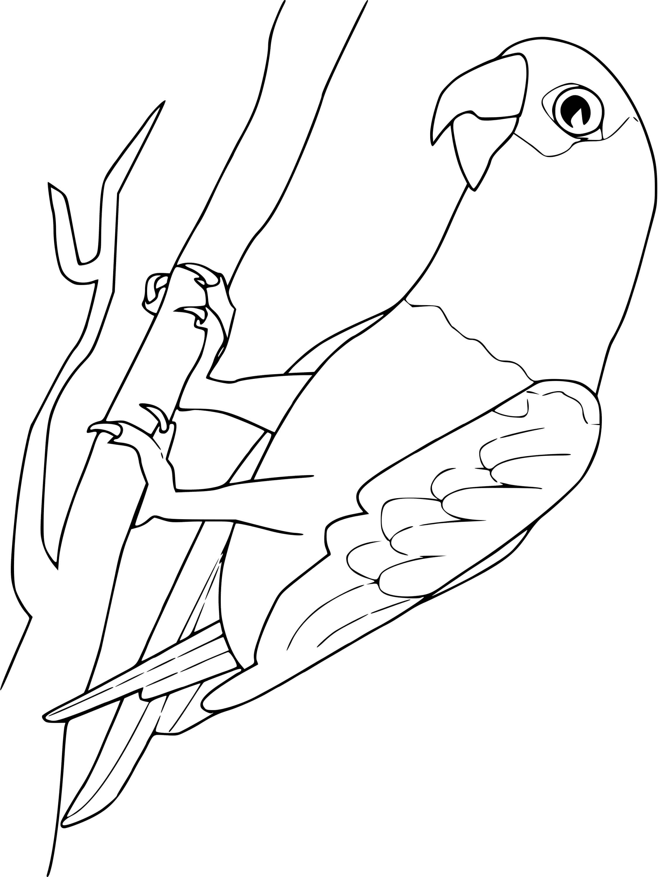 Coloriage Perroquet - Oiseau à imprimer