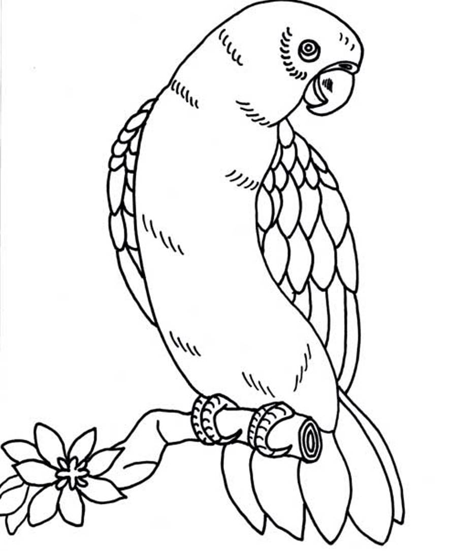 Coloriage Perroquets Avec Des Plumes De Differentes Couleurs - Oiseau à imprimer