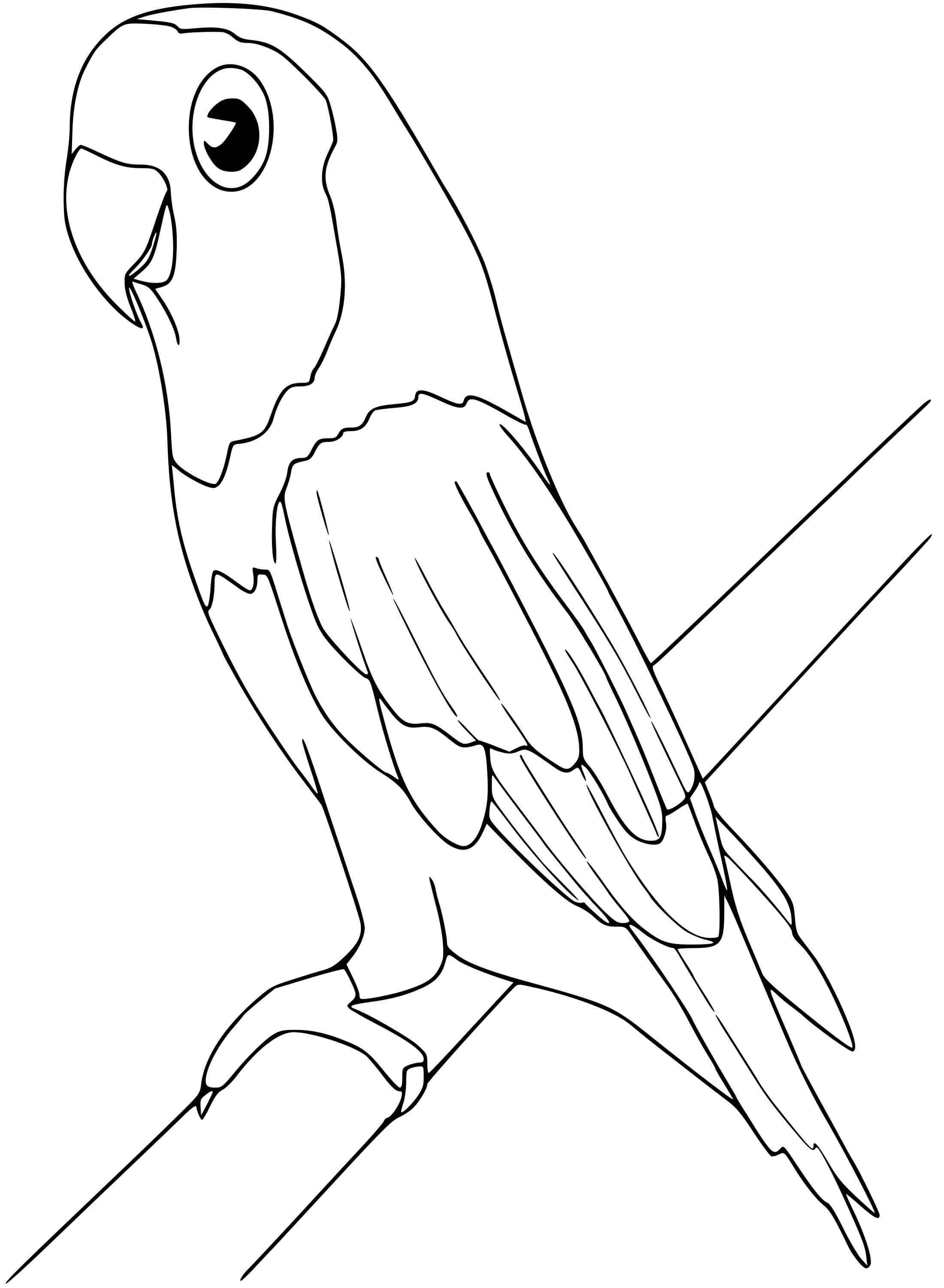 Coloriage Perruche Oiseau - Oiseau à imprimer