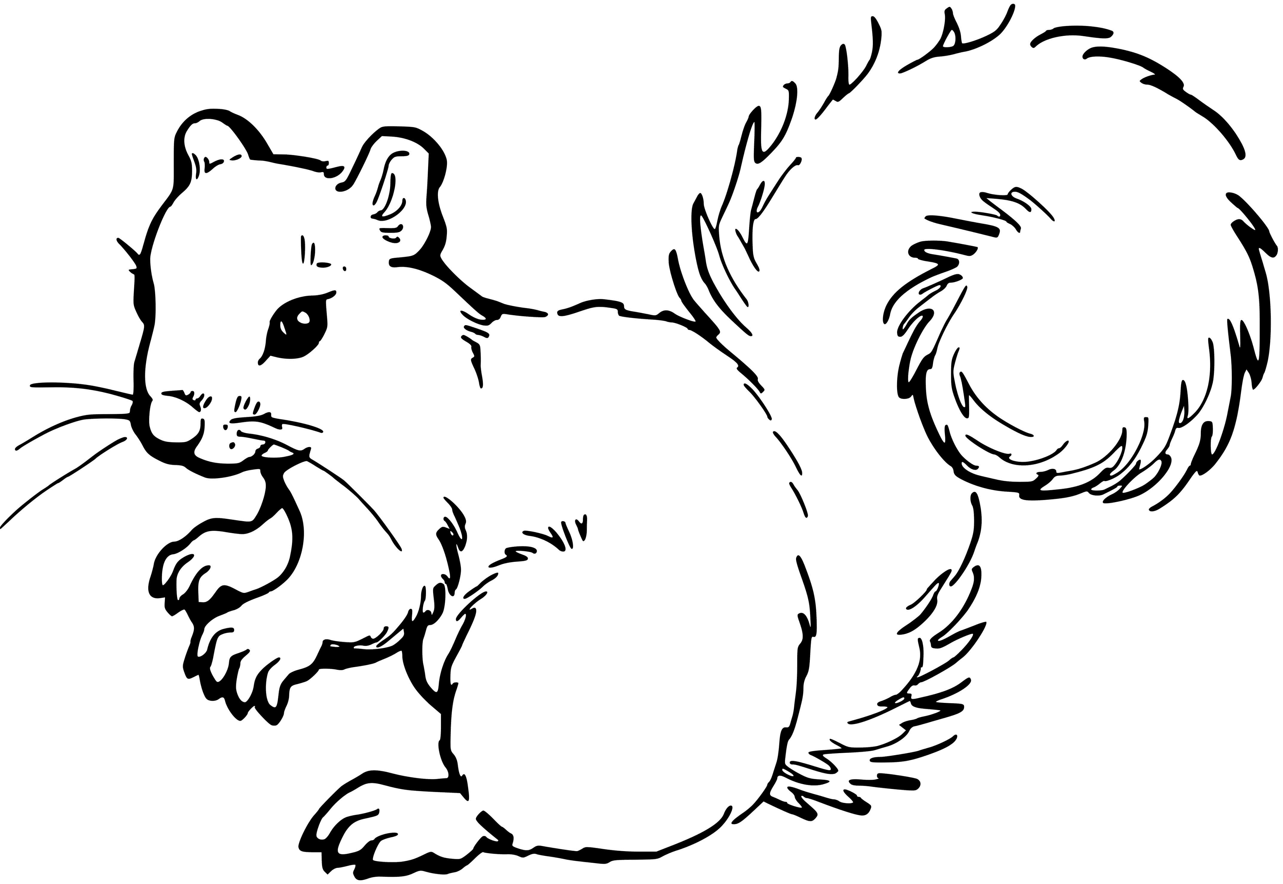 Coloriage Petit Écureuil Réaliste - Écureuil à imprimer