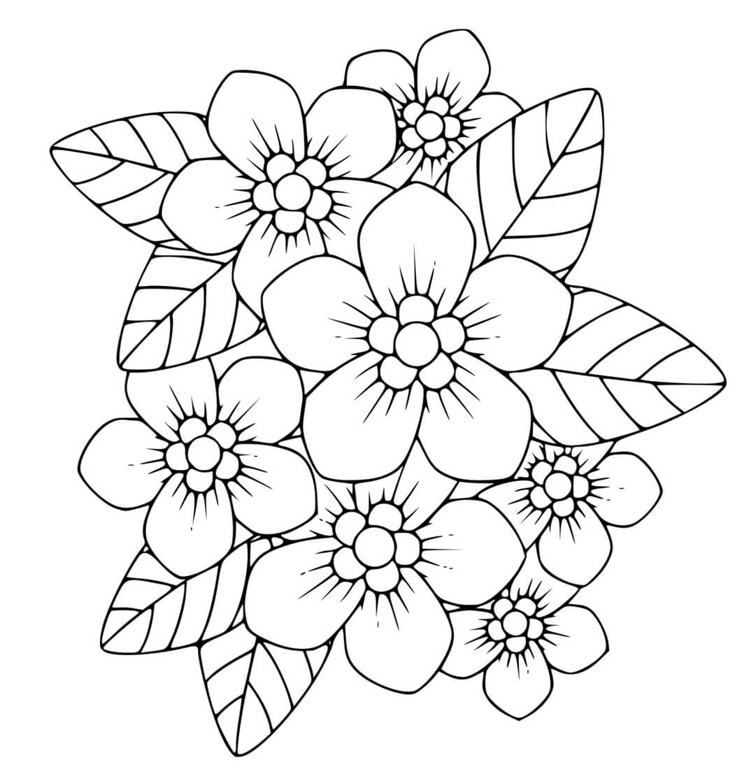 Coloriage Phlox Plante Herbacee Vivace - Printemps à imprimer