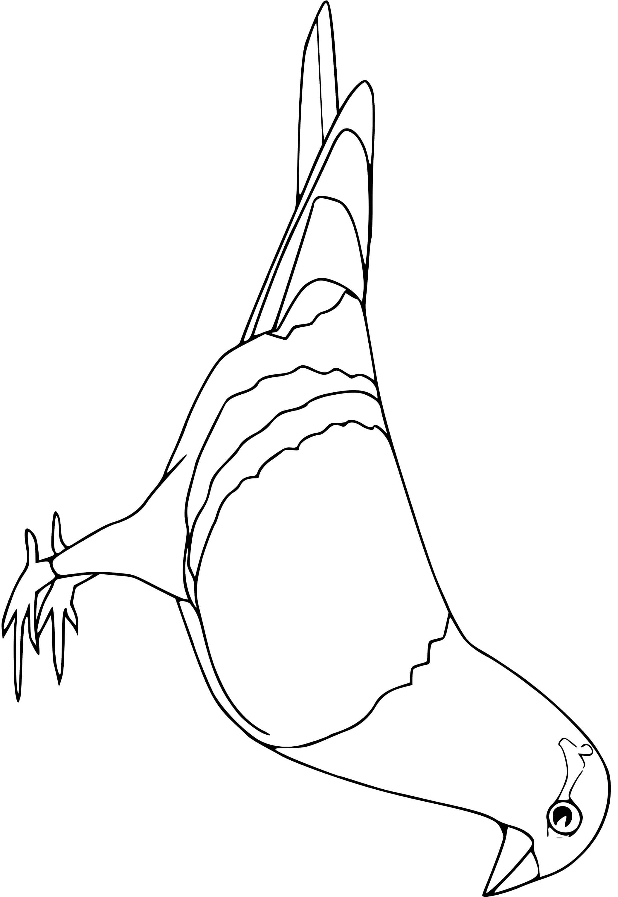 Coloriage Pigeon Oiseau - Oiseau à imprimer
