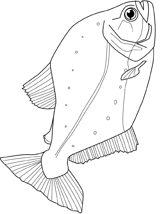 Coloriage Piranha - Poisson à imprimer