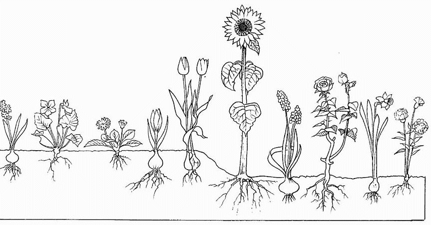 Coloriage Plantes Avec Et Sans Bulbe - Fleurs à imprimer