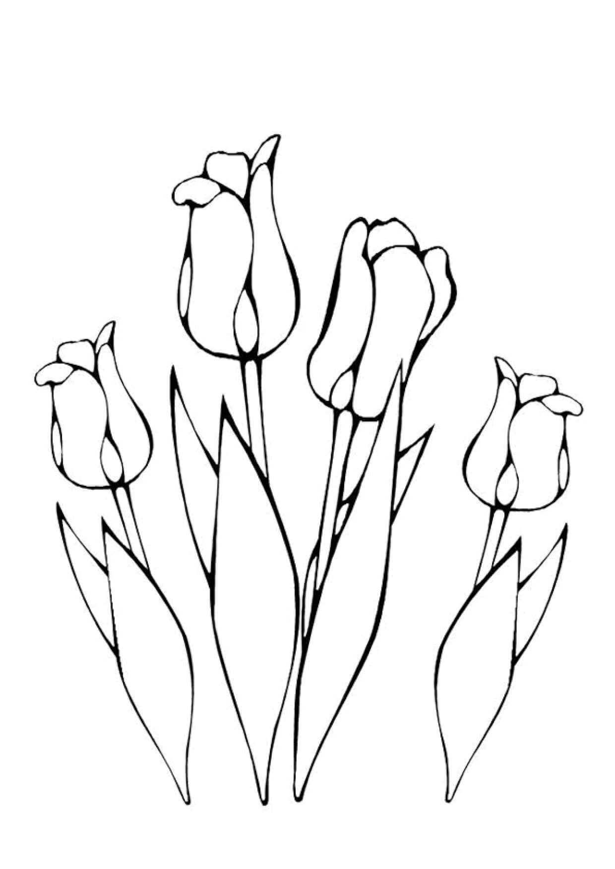 Coloriage Bouquet de tulipes Greigii en grappe - Tulipe à imprimer