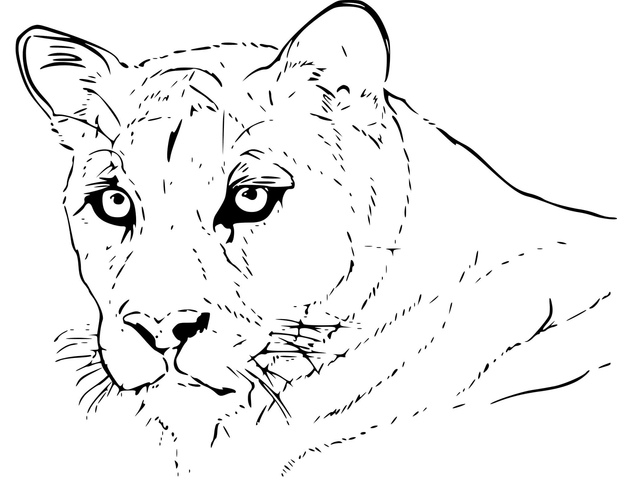 Coloriage Puma Animal Réaliste - Puma à imprimer