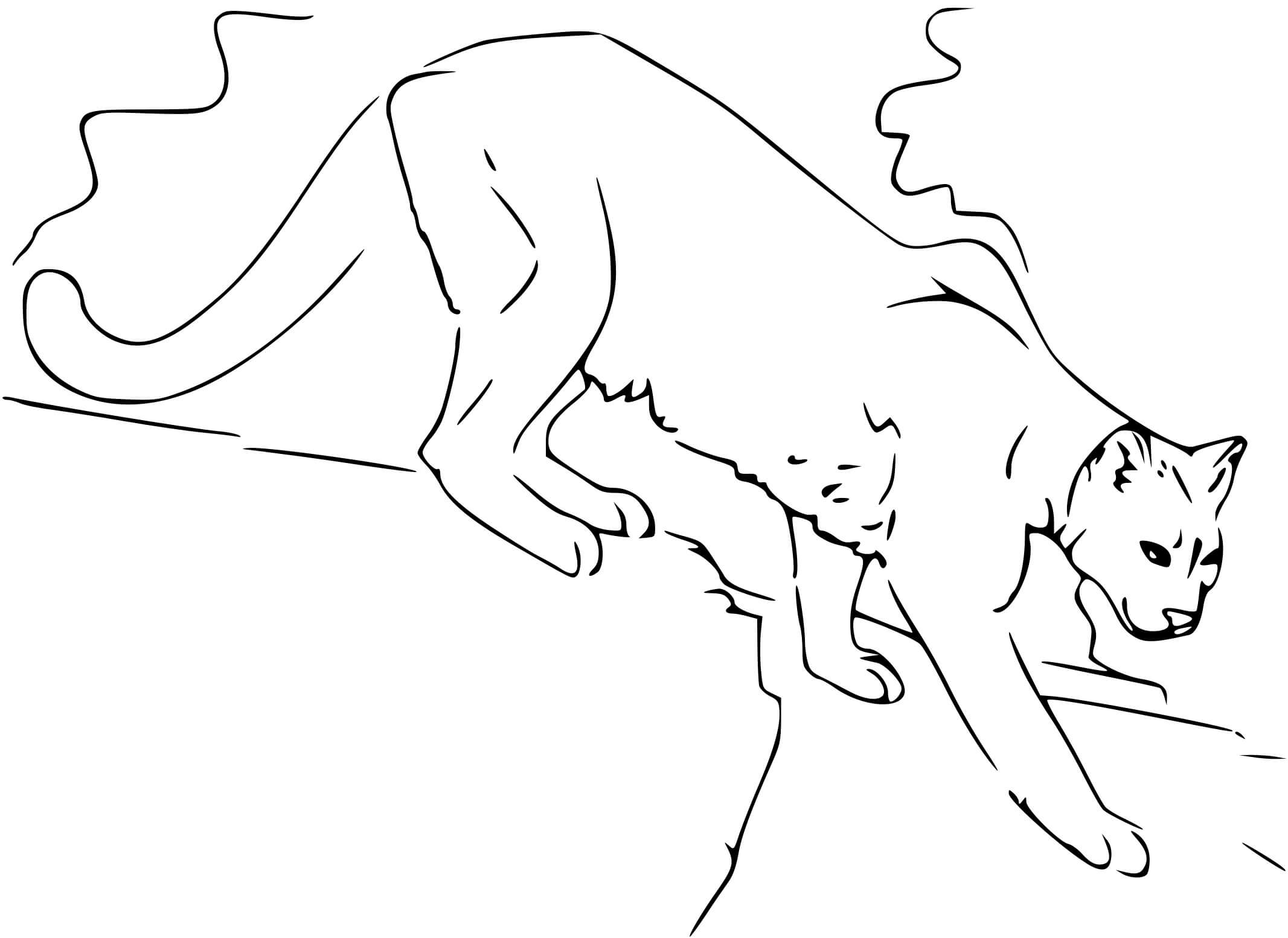 Coloriage Puma Le Cougar De Montagne - Puma à imprimer