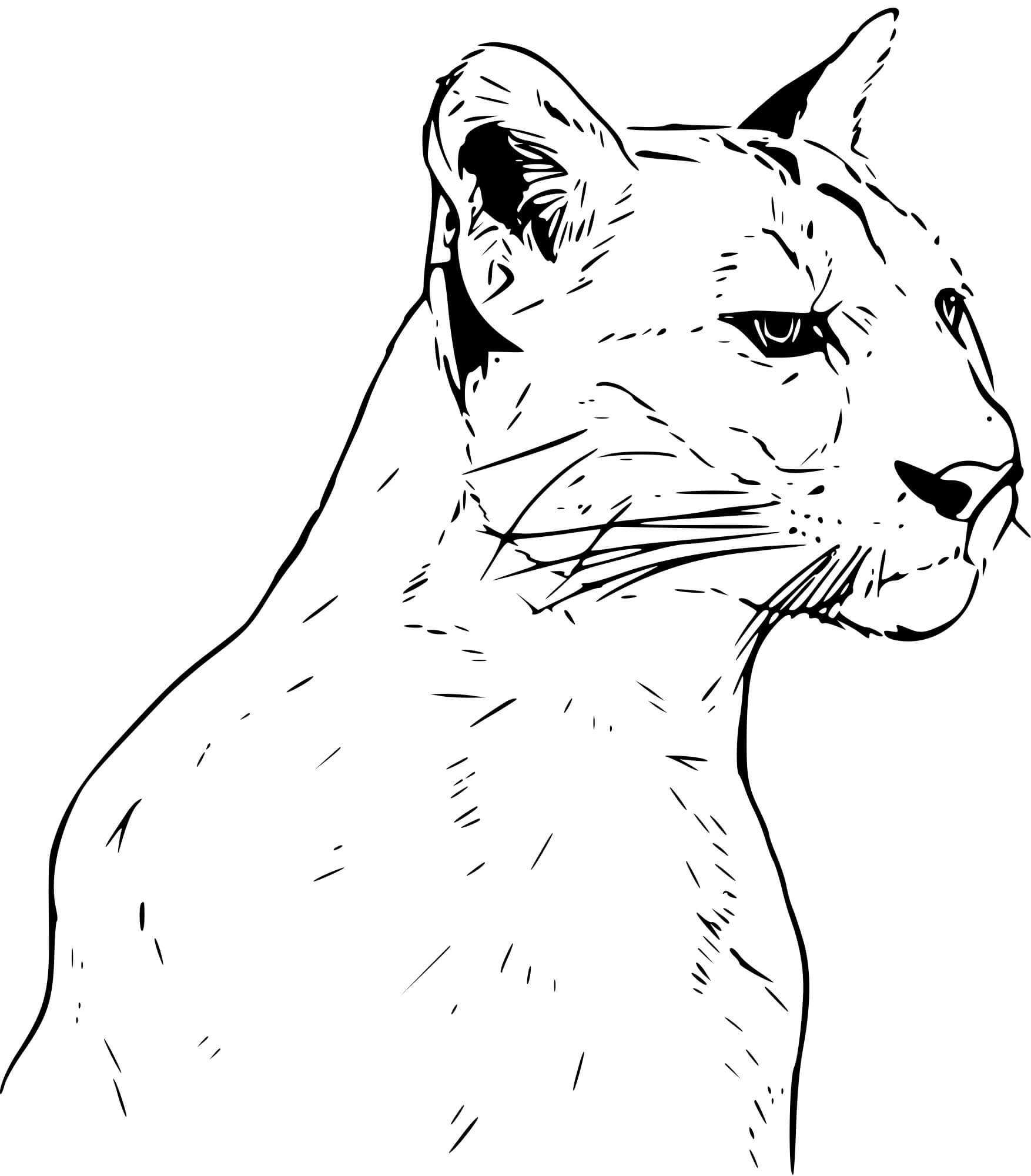 Coloriage Puma Panthere Réaliste - Puma à imprimer