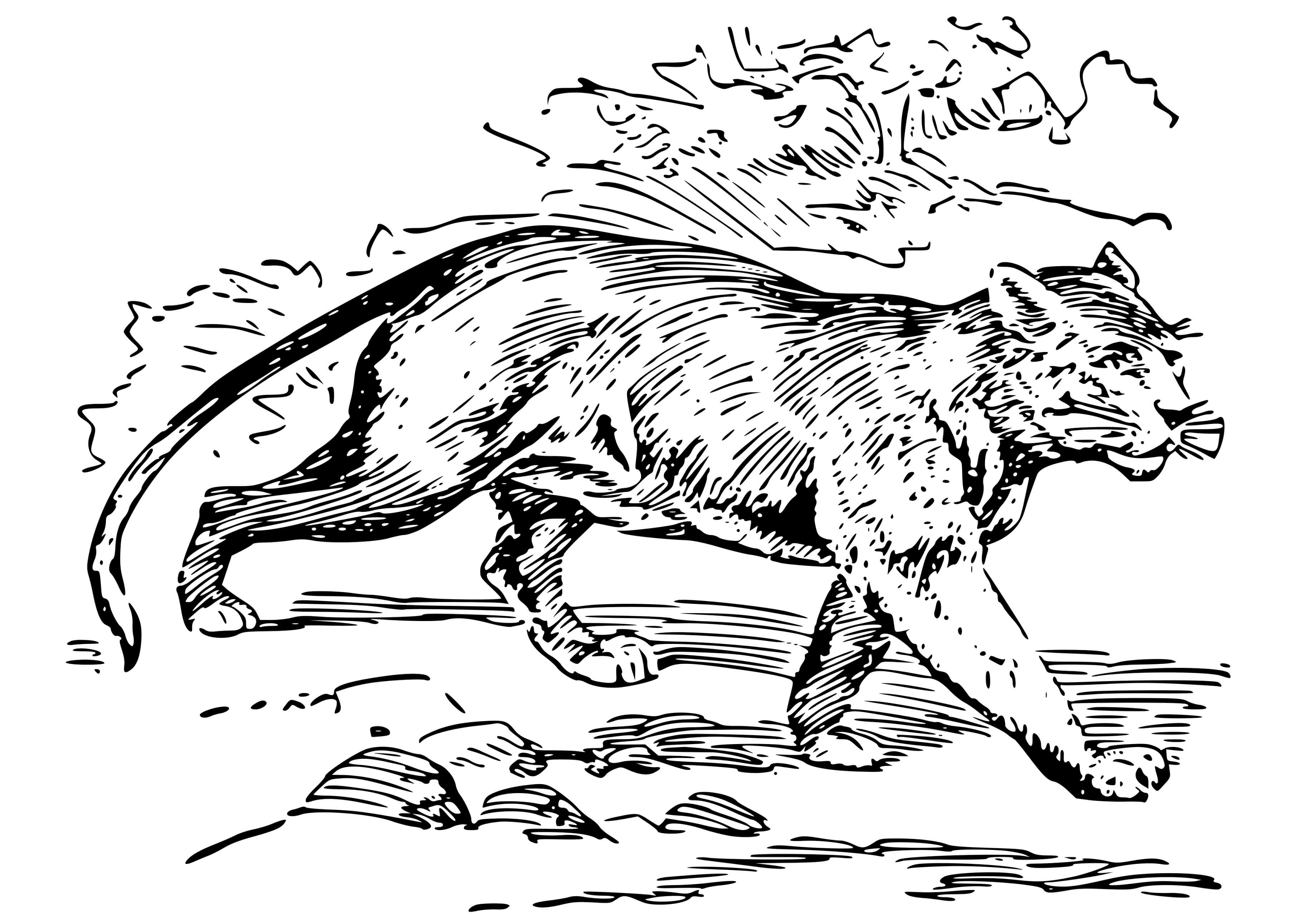 Coloriage Puma Puissant Animal Rapide - Puma à imprimer