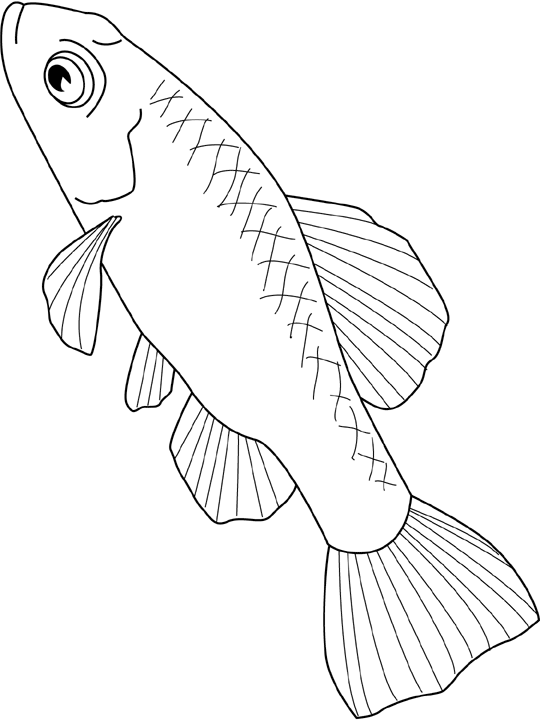 Coloriage Pupfish - Poisson à imprimer