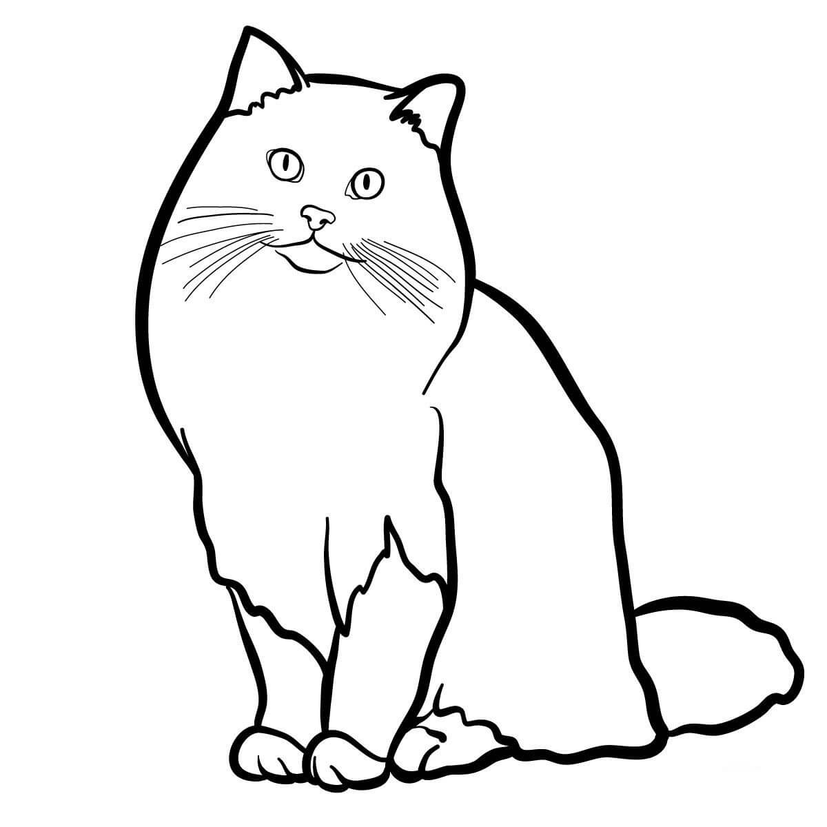 Coloriage Ragdoll Est Un Caht Originaire Des États Unis - Chat à imprimer
