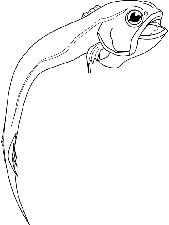 Coloriage Rattail Fish - Poisson à imprimer