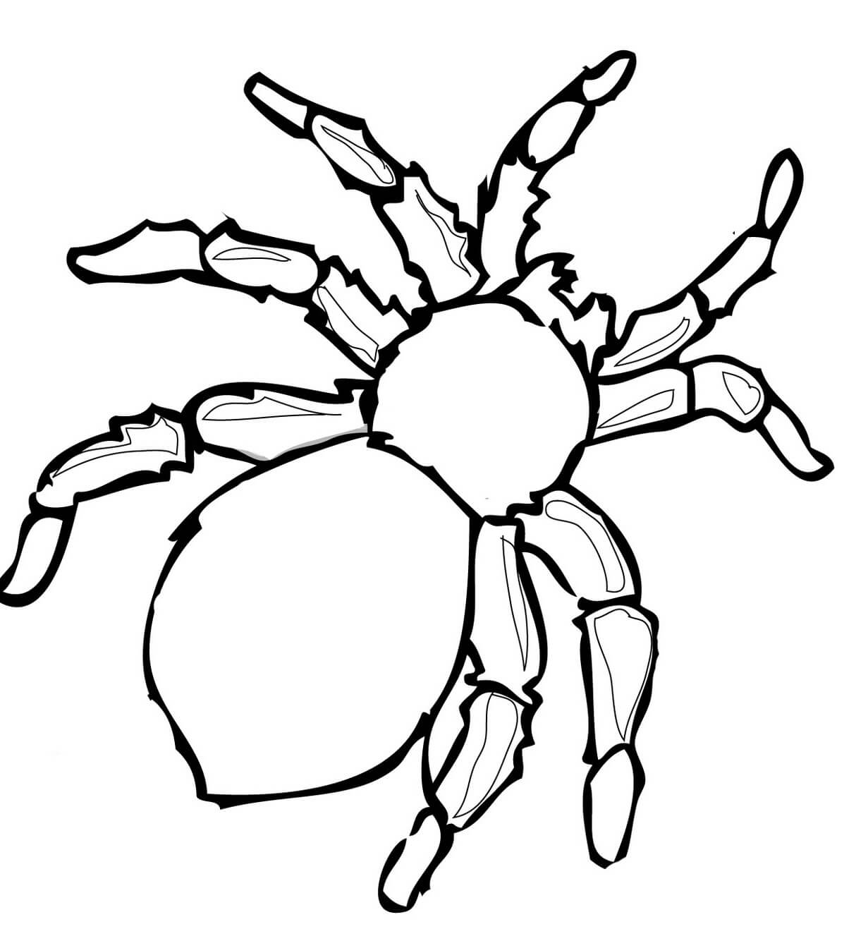 Coloriage Real Araignée - Araignée à imprimer