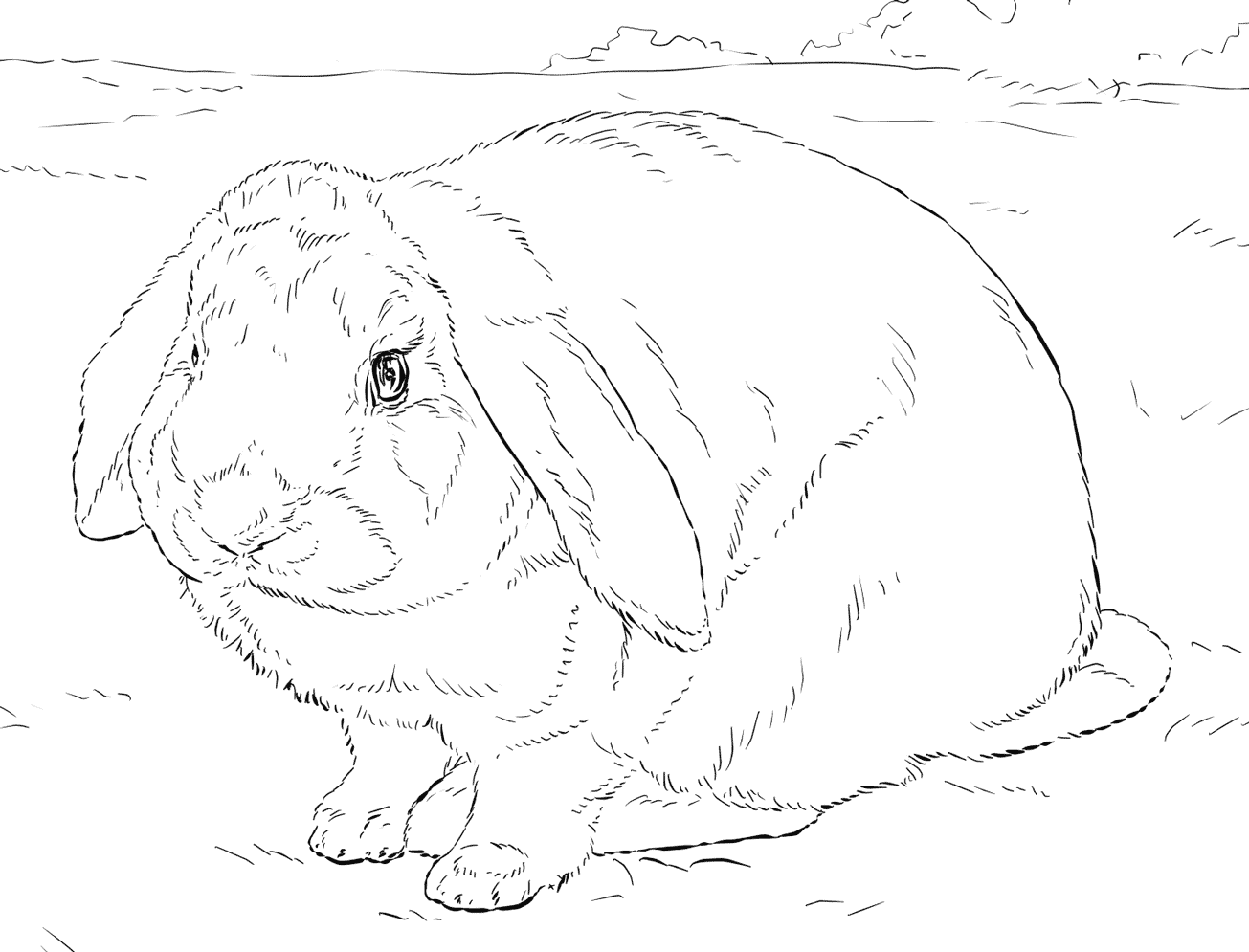 Coloriage Réaliste Lapin - Lapin à imprimer
