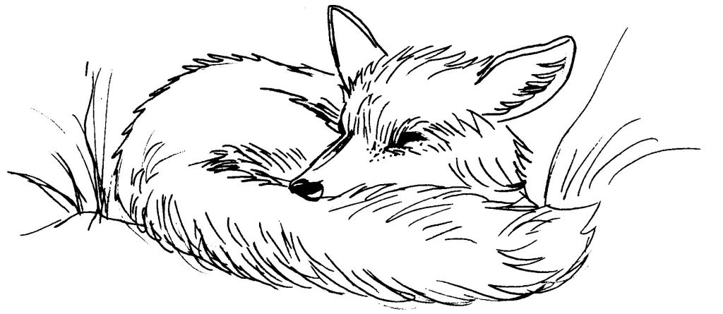Coloriage Renard Se Repose - Renard à imprimer