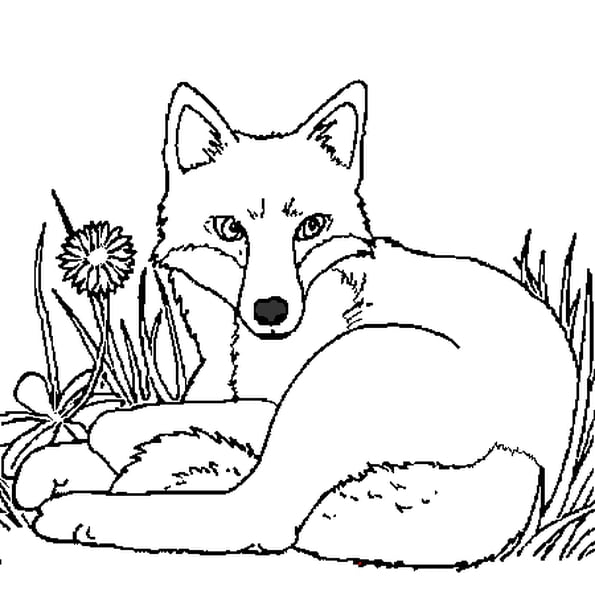Coloriage Renard Tranquille Dans La Forêt - Renard à imprimer