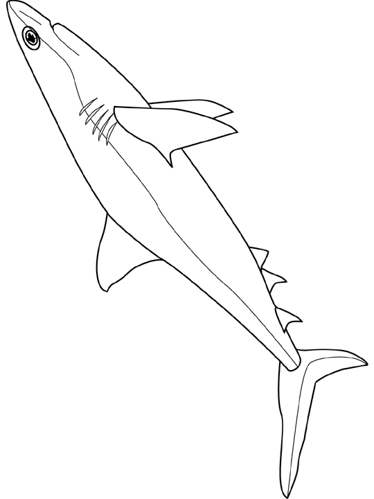 Coloriage Requin aux dents menaçantes - Poisson à imprimer